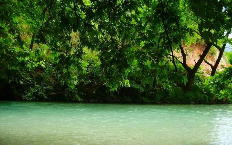 River under Leafy Trees
