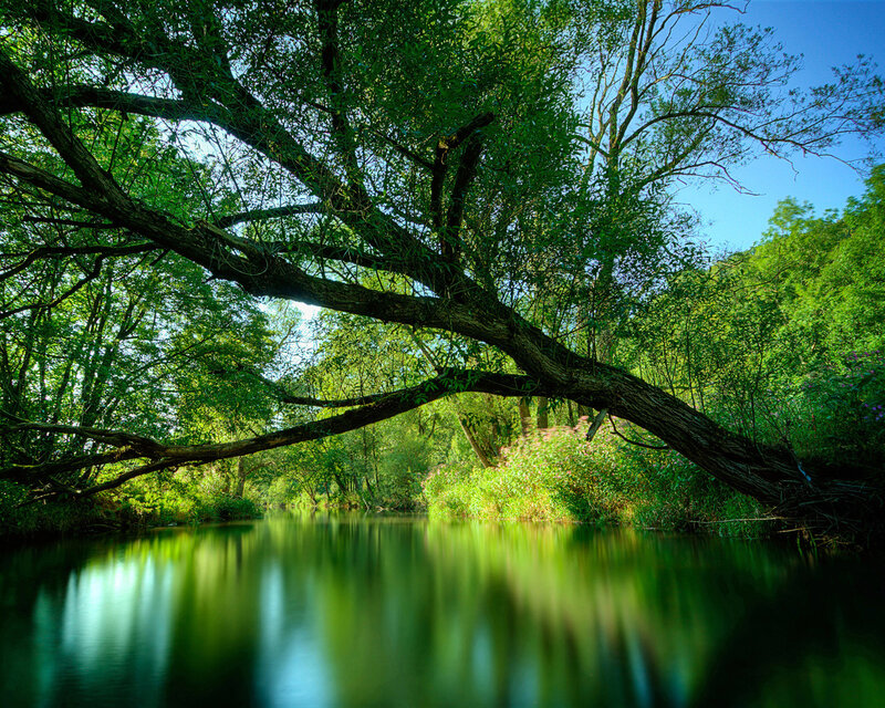 River under Tree Branch — Green, Serene, Afternoon, Photograph, Sky, Forest