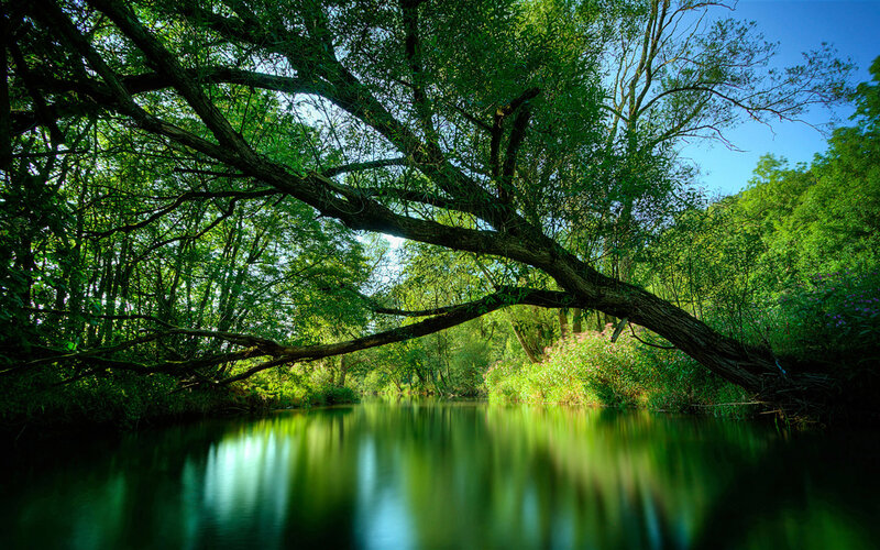 River under Tree Branch — Green, Serene, Afternoon, Photograph, Sky