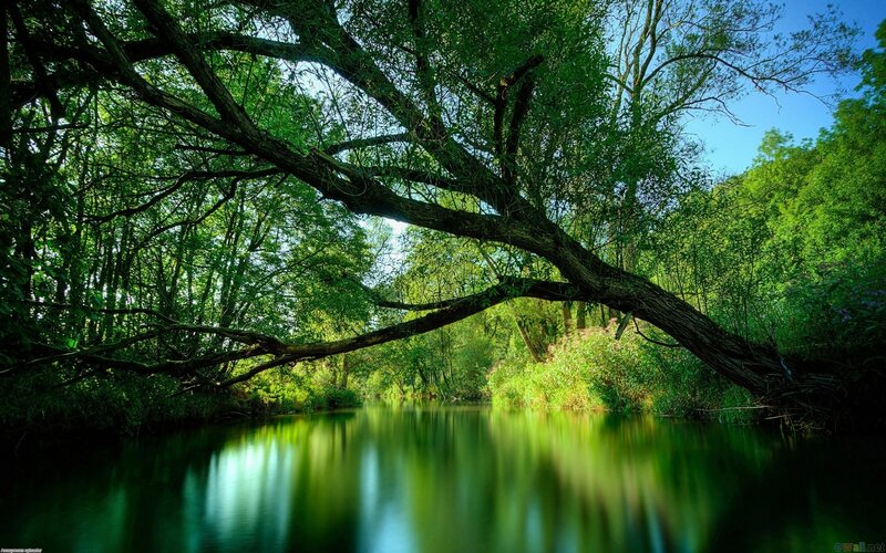 River under Tree Branch — Green, Serene, Afternoon, Photograph
