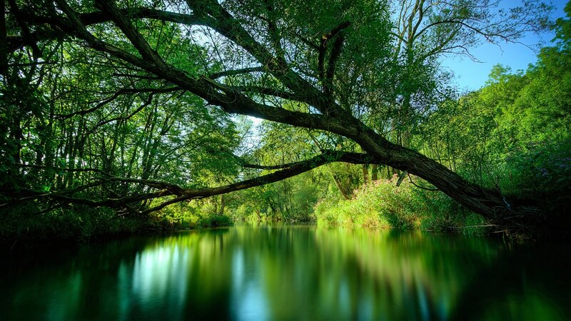 River under Tree Branch — Green, Serene, Afternoon