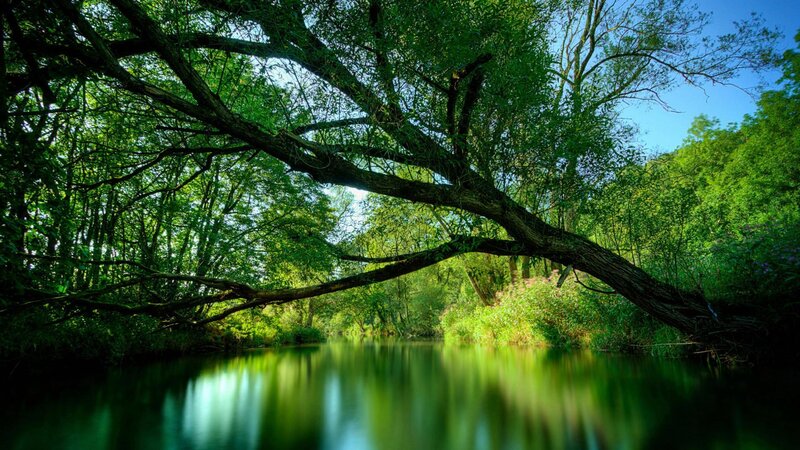 River under Tree Branch — Green, Serene