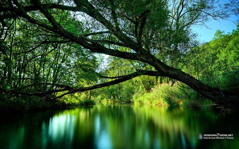 River under Tree Branch
