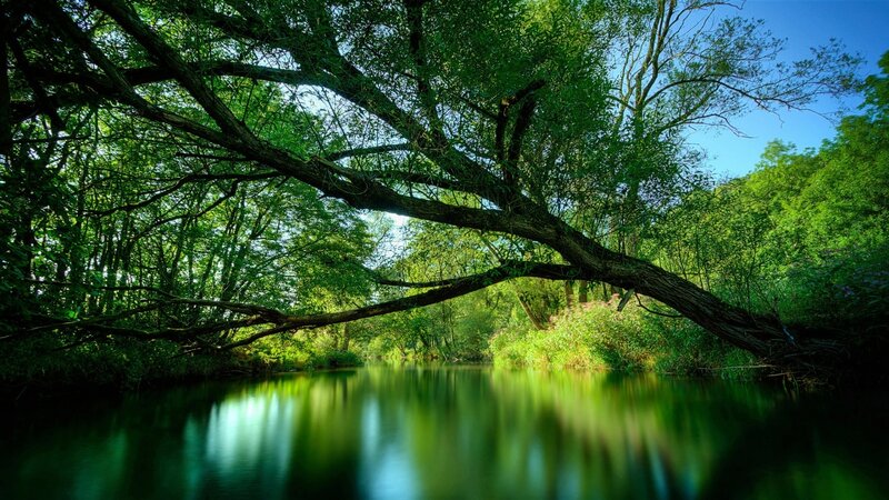 River under Tree Canopy — Green, Serene, Afternoon, Photograph, Forest, Sky