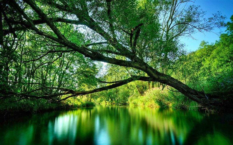 River under Tree Canopy — Green, Serene, Afternoon, Photograph, Forest