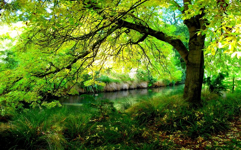 River under Tree Canopy — Green, Serene, Afternoon, Photograph, Grass