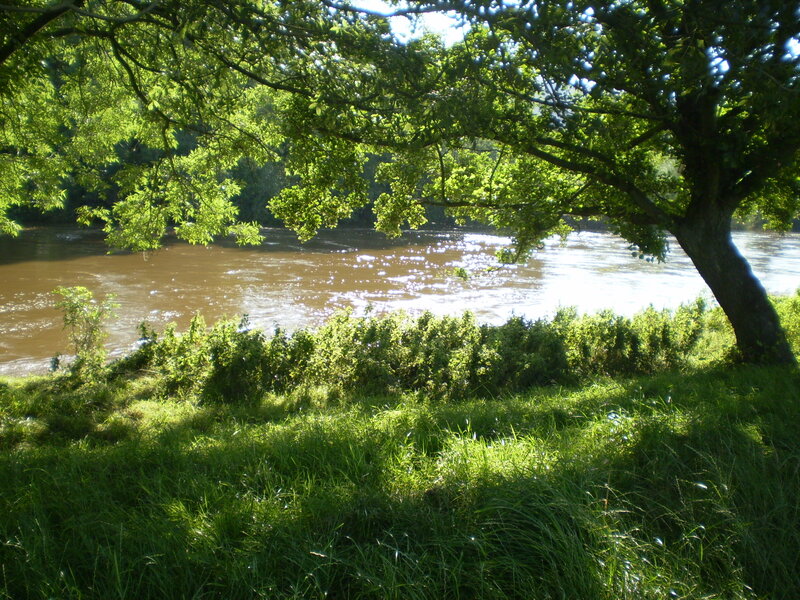 River under Tree Canopy — Green, Serene, Afternoon, Photograph