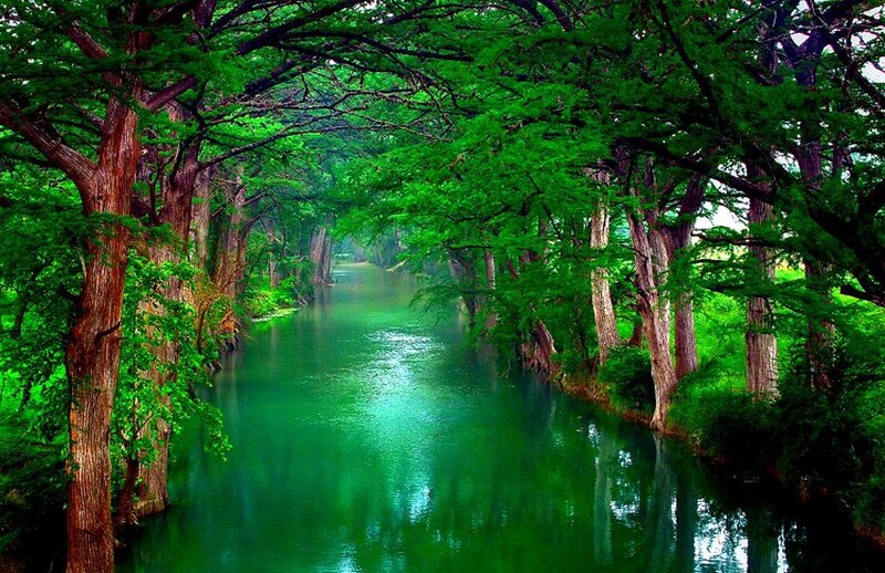 River under Tree Canopy — Green, Serene, Afternoon, Photograph, Trees, Brown