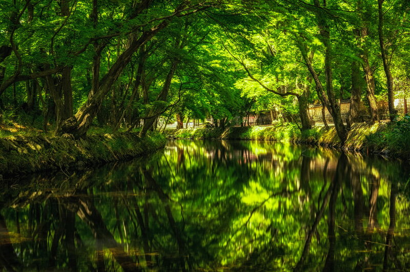 River under Tree Canopy — Green, Serene, Afternoon, Photograph, Trees, Reflection