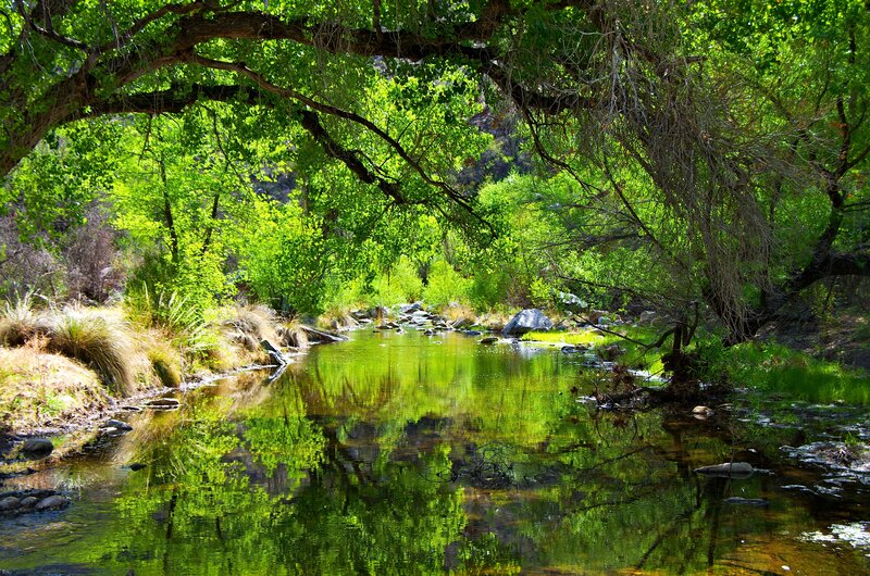River under Tree Canopy — Green, Serene, Afternoon, Photograph, Trees, Rocks