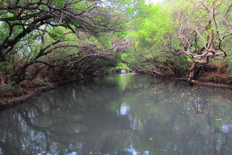River under Tree Canopy — Green, Serene, Afternoon, Photograph, Trees
