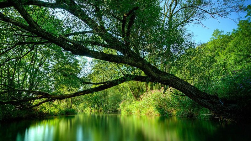 River under Tree Canopy — Green, Serene, Afternoon