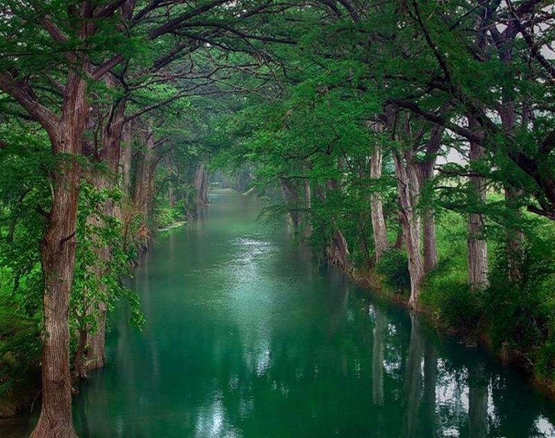 River under Tree Canopy — Green, Serene, Morning, Photograph