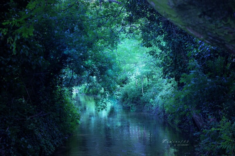 River under Tree Canopy — Green, Serene, Night