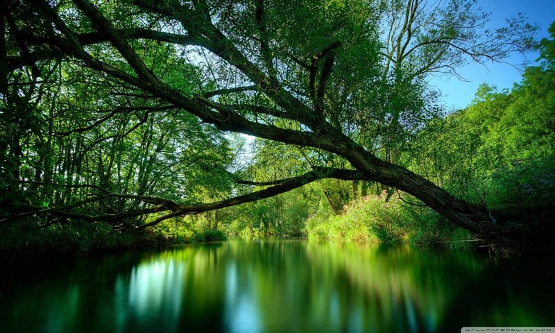 River under Tree Canopy — Green, Serene