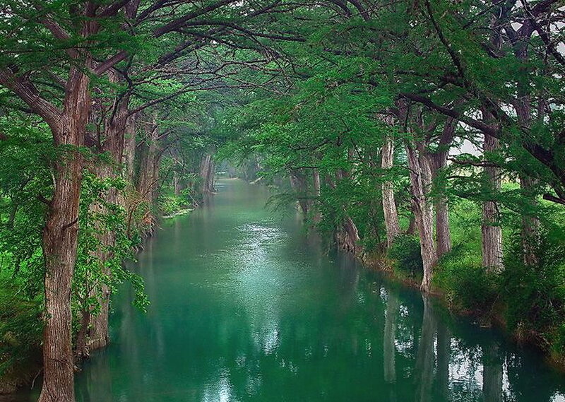 River under Tree Canopy — Green