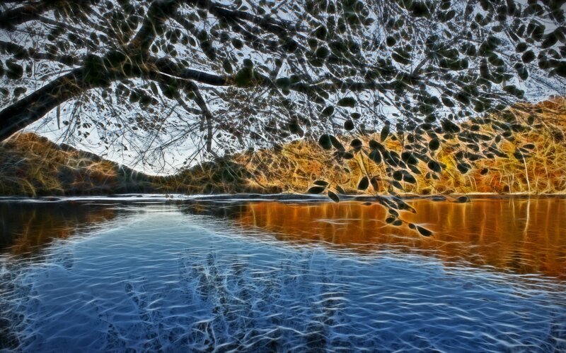 River under tree canopy