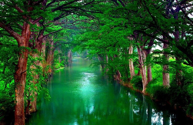 River under Tree Canopy — Trees