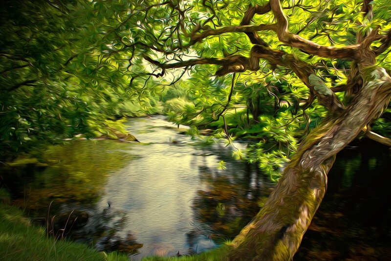 River under Tree