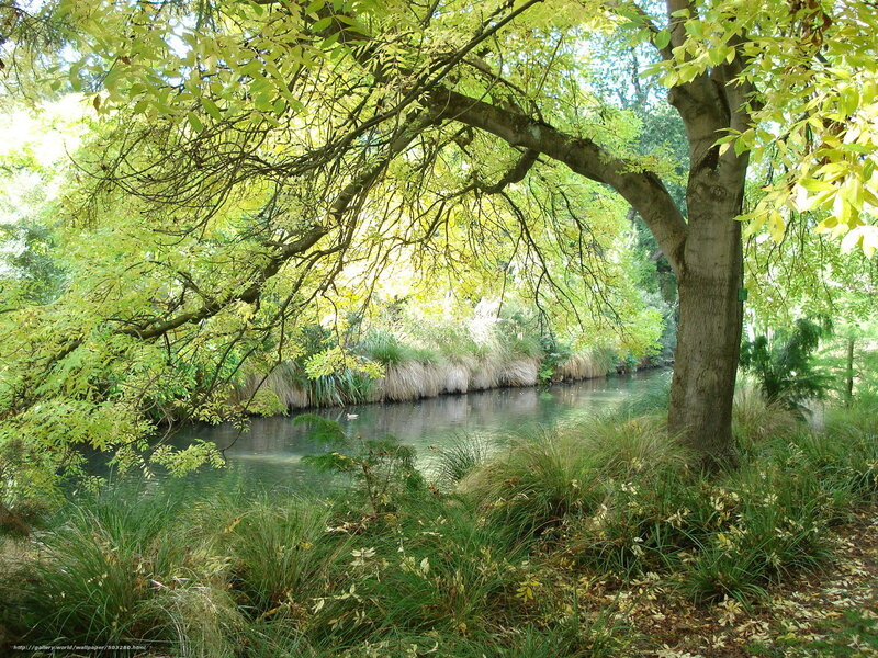 River under Trees — Green, Serene