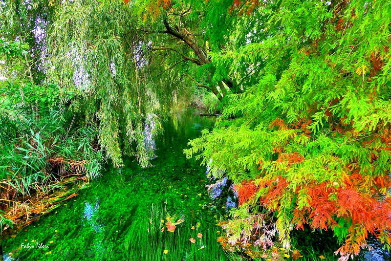 River under Trees — Green