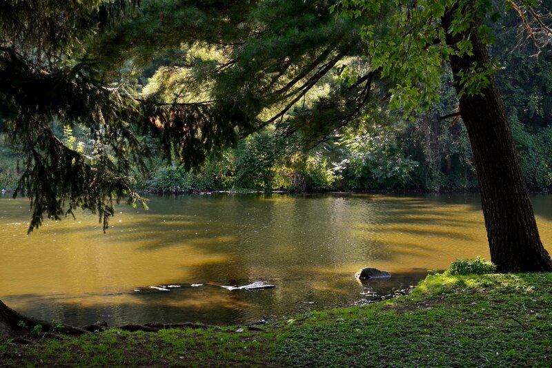 River under Trees