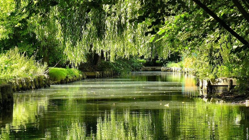 River under Willow Trees