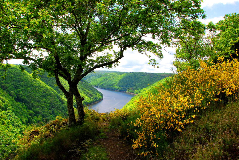 River Valley Landscape — Green, Serene, Summer