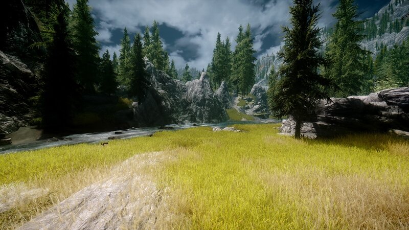 river valley with pine trees