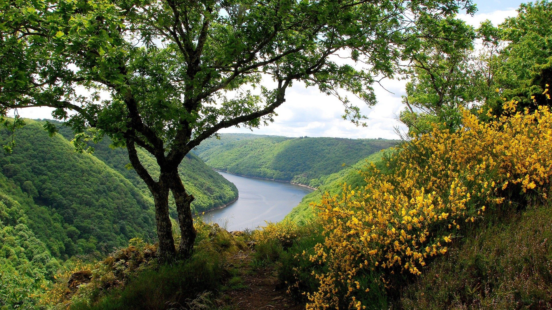 River valley with yellow flowers