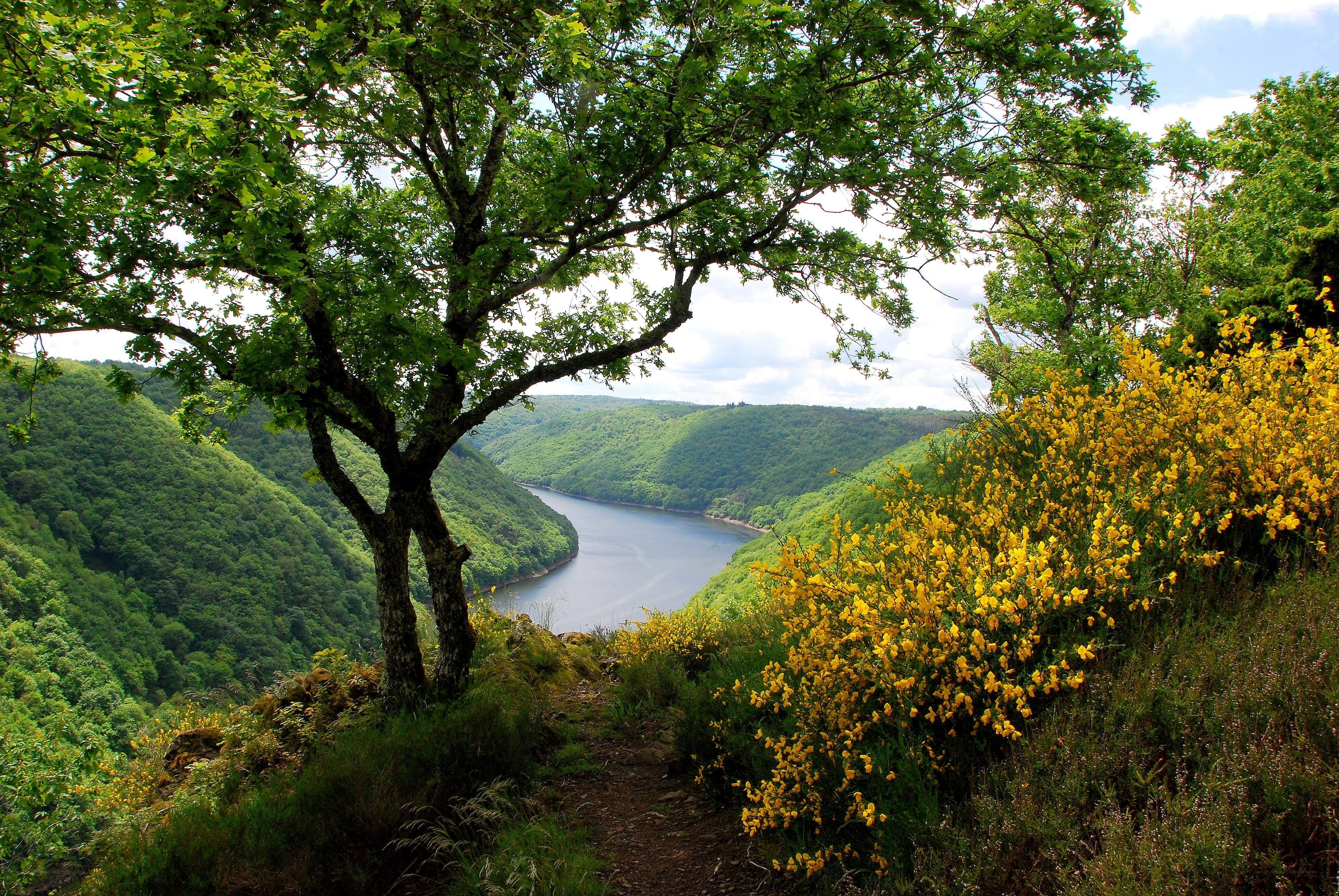 River valley with yellow flowers