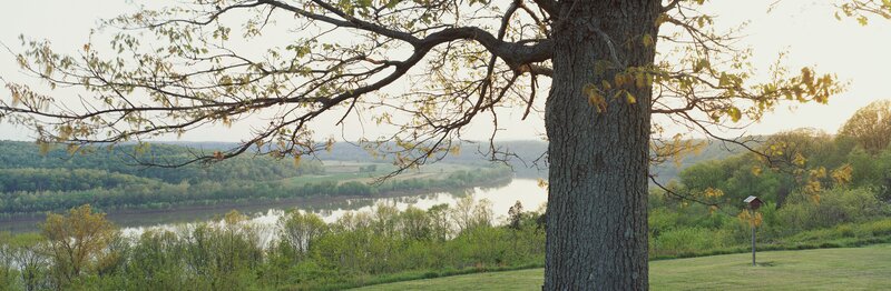River view from a tree branch