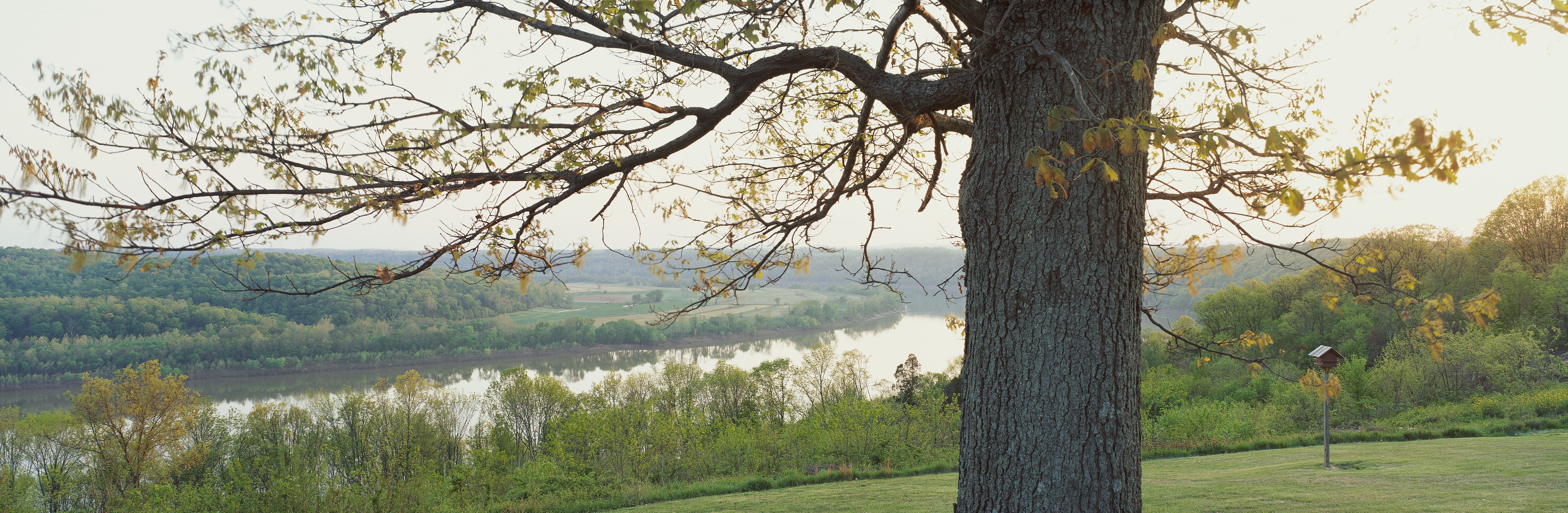 River view from a tree branch