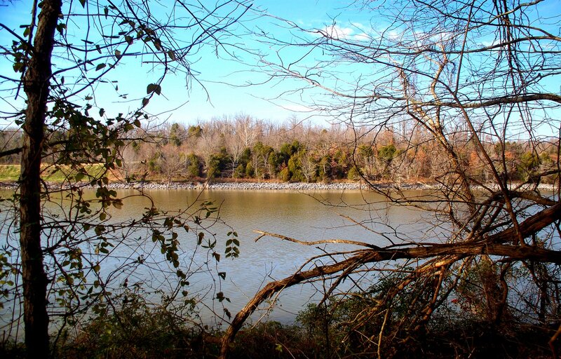 River View Through Branches
