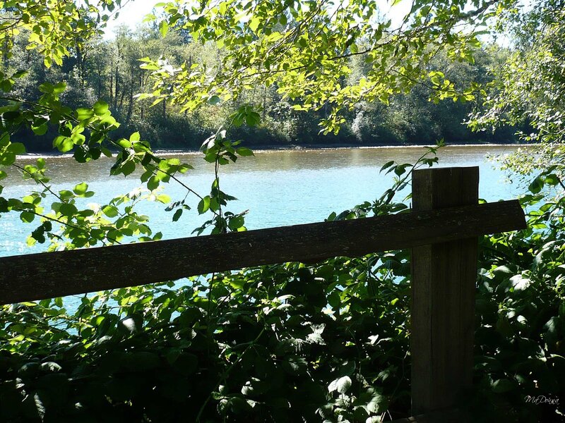 River view through foliage