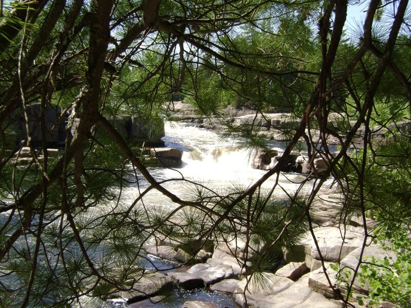 River view through pine branches