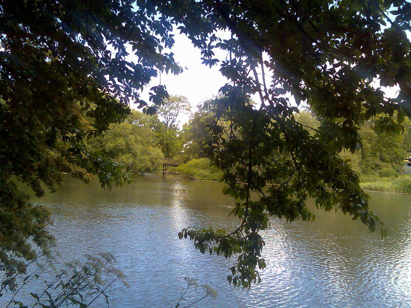 River view through tree branches