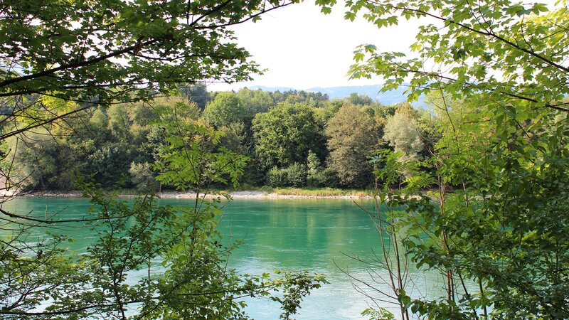 River view through tree branches