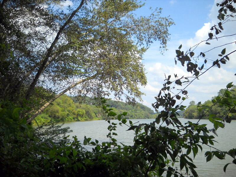 River view through trees