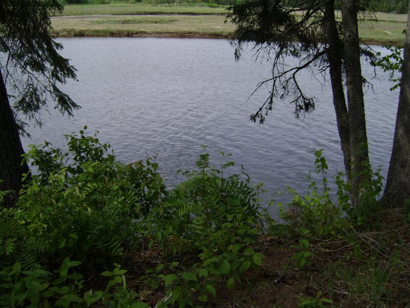 River Viewed Through Trees — Green
