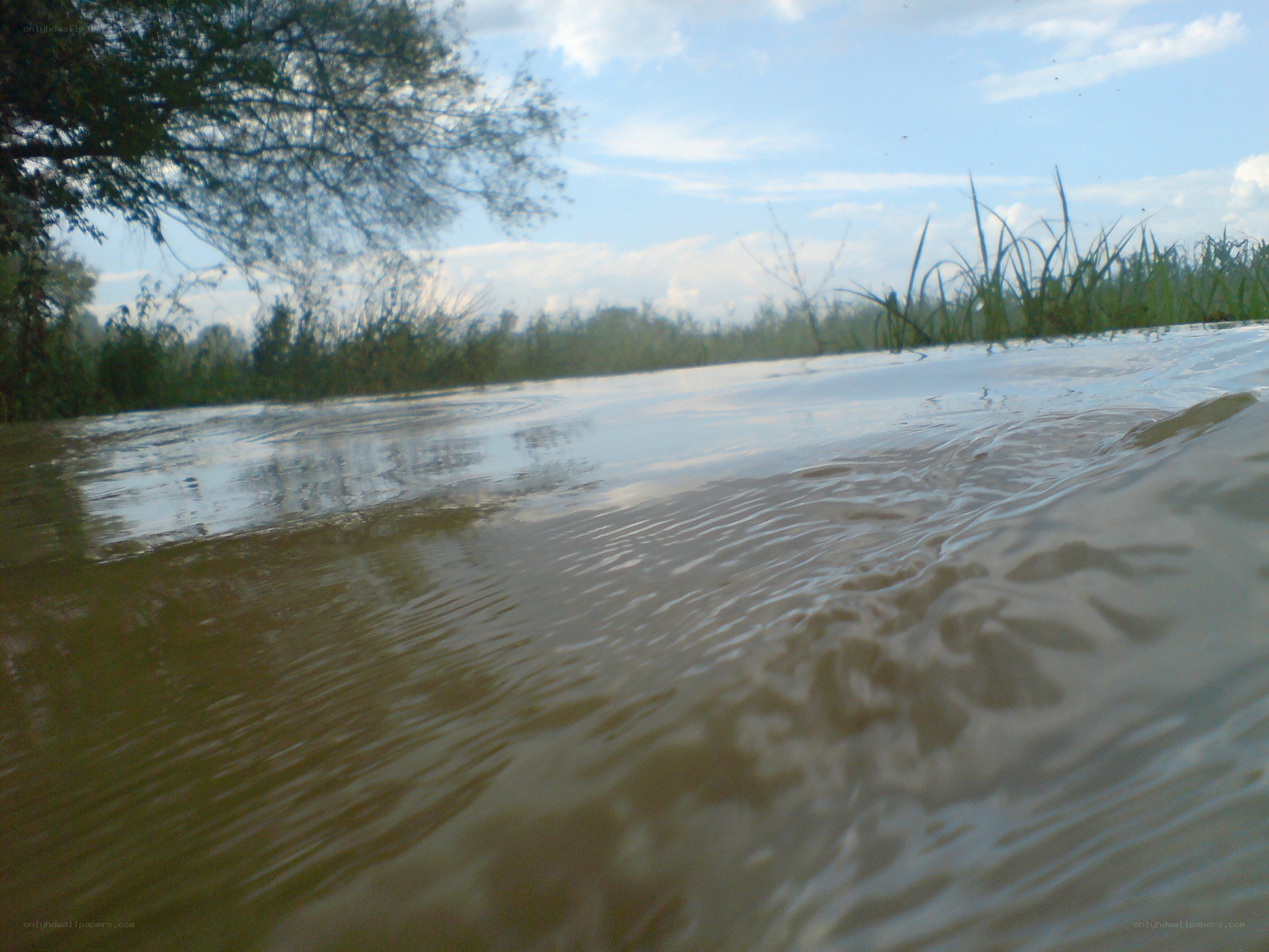 River water flowing under tree