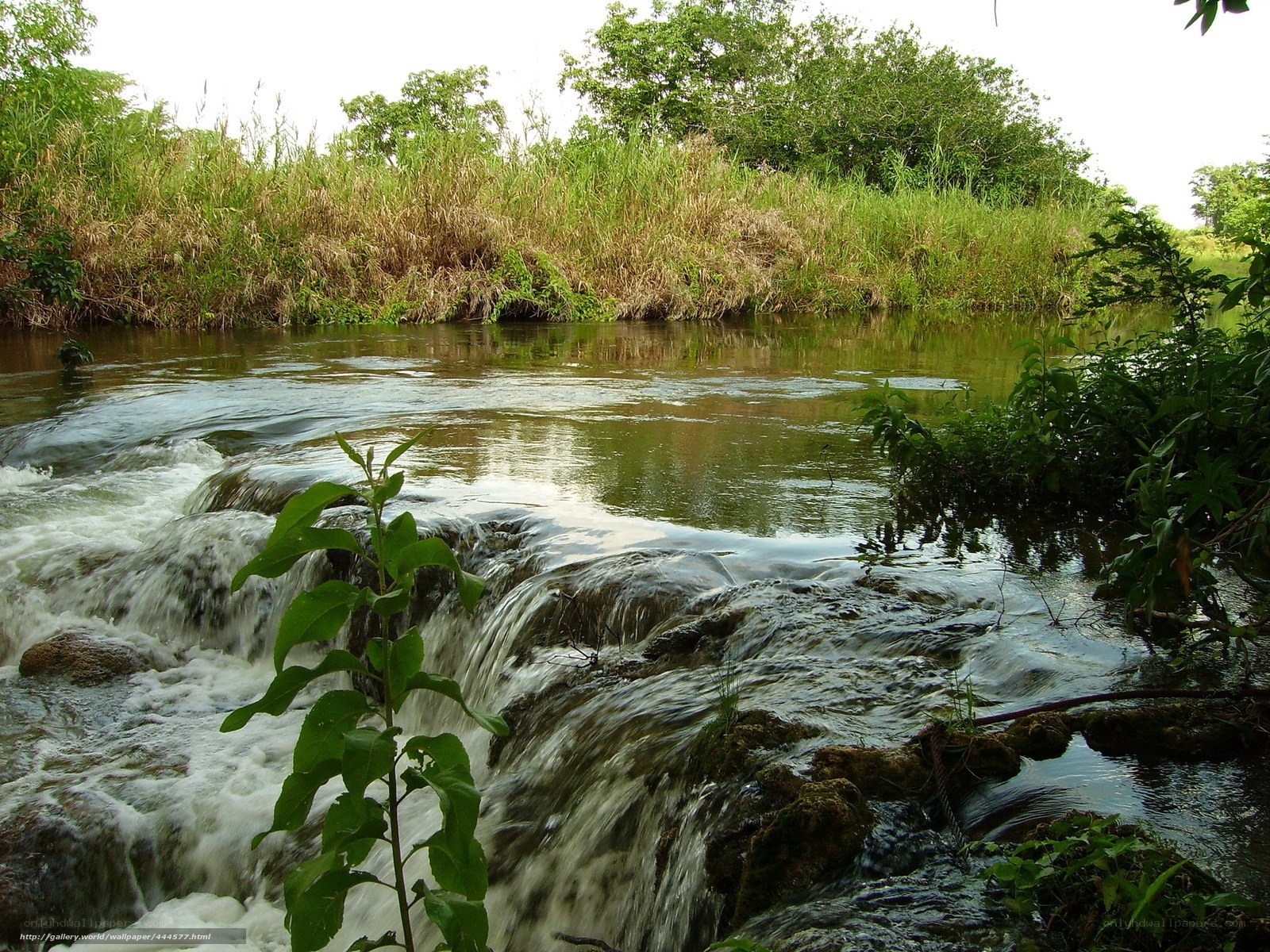 River waterfall in lush greenery