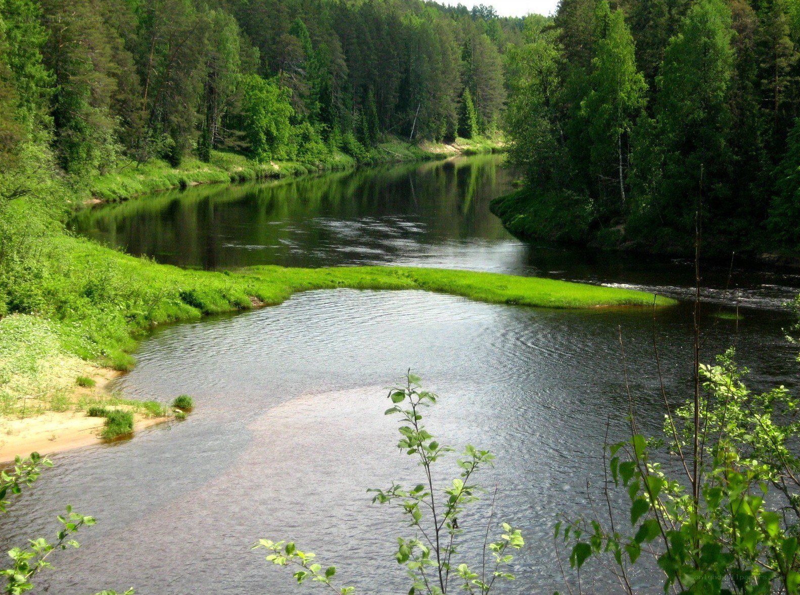 River winding through forest