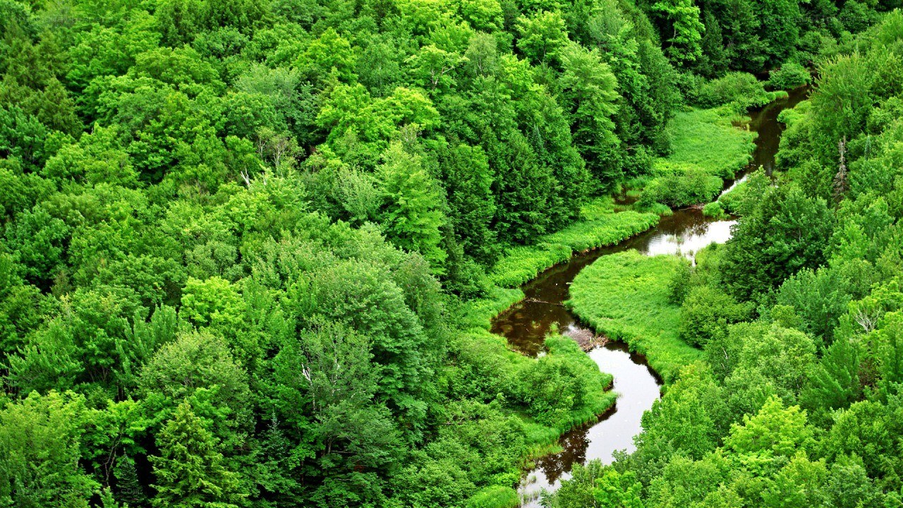 river winding through forest