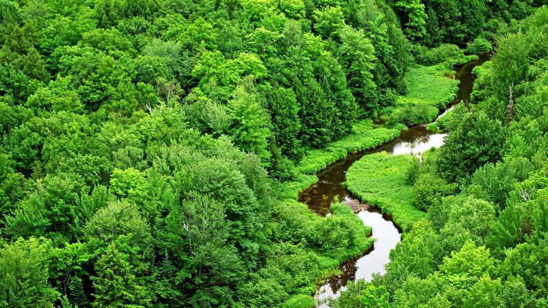river winding through forest