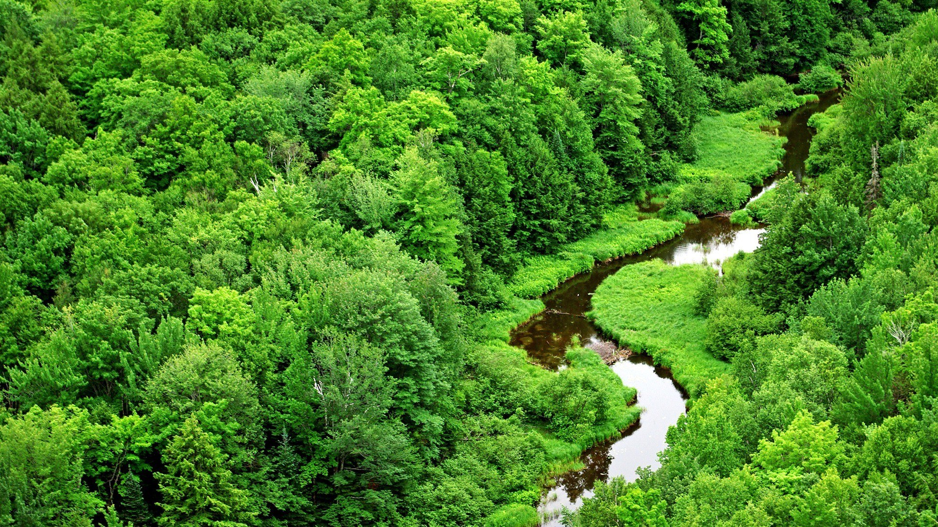 river winding through forest