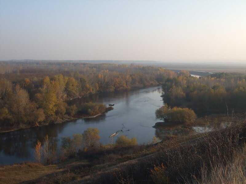 River Winding Through Forest — Brown, Serene