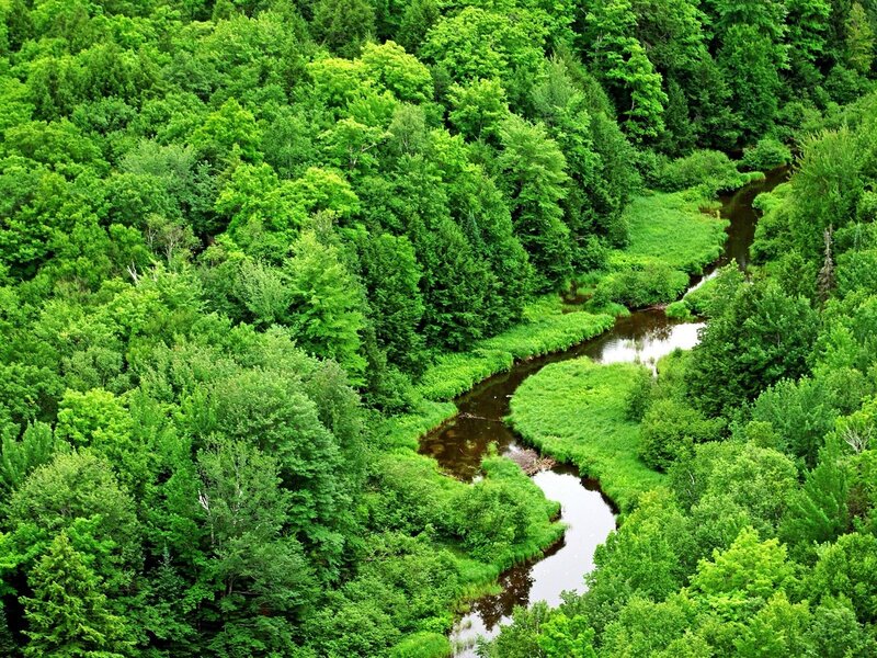 River Winding Through Forest — Green, Serene, Summer, Photograph, Trees