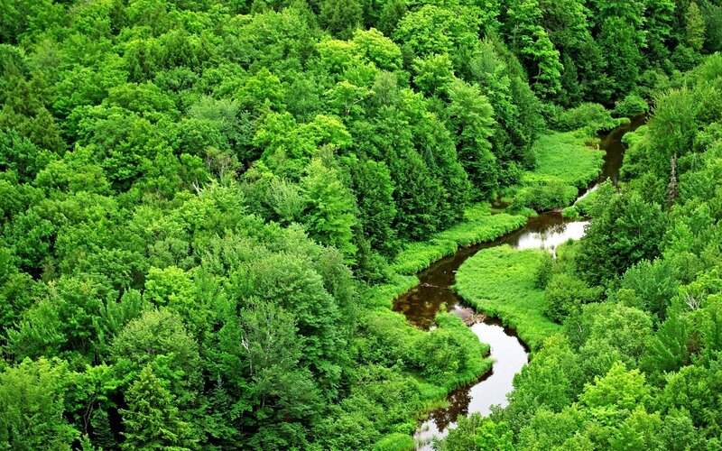 River Winding Through Forest — Green, Serene, Summer
