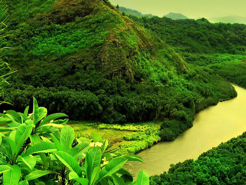 River Winding Through Forest — Green